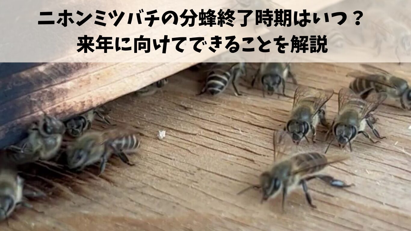 ニホンミツバチの分蜂終了時期はいつ？来年に向けてできることを解説し